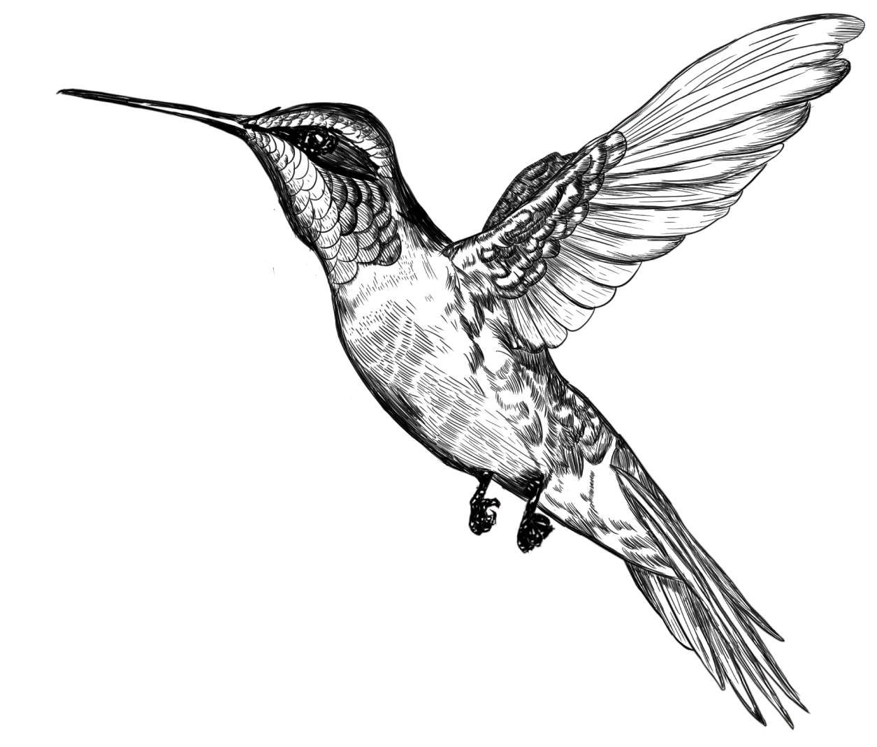 kolibri-hero