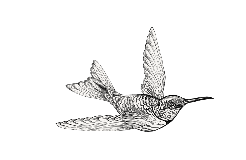 kolibri-academy